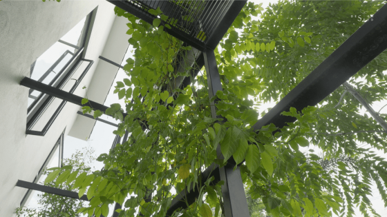 Plants French balcony Light