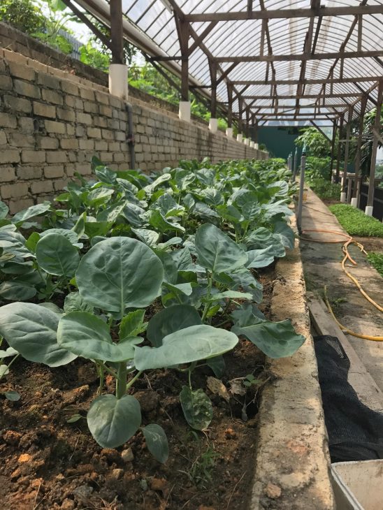 alex lee design seed tropical house transformation renovation construction landscape landscaping green greenery trees bungalow bungalow design mentahmatters design architect architecture urban city farm cheras lapan house shin chang neighbourhood facade trees ficus sandbrick walls layers fish pond garden privacy grid water feature pond fish pond grid canopy tall doors wood wooden doors foyer indoor outdoor divider workspace study materials honesty function steel structural slender durable low maintenance raw refined minimalist minimalism layout ideas interior design ideas craftsmanship two tier doors lower panel upper panel tropical house home house tour solid wood plywood living area double volume netting unique changes cantilevered kitchen area floor space open plan clarity experiment paulo mendes inspiration architectural build trees terazzo floor stainless steel ccountertop red brick kitchen industrial warm ventilation light natural light master bedroom unique beautiful eco friendly functional practical nature walk-in wardrobe cabinetry shared garden resources avocade garden farm community shared land extra land malaysia malaysian homes malaysian architecture